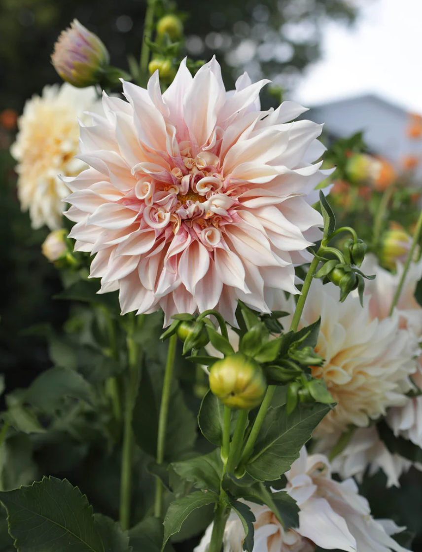 Screenshot 2024-05-29 124903.png