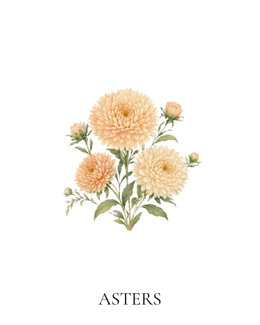 Maison FleuRich illustration of China Aster Tower Chamois Apricot flowers with soft peach and creamy apricot blooms.