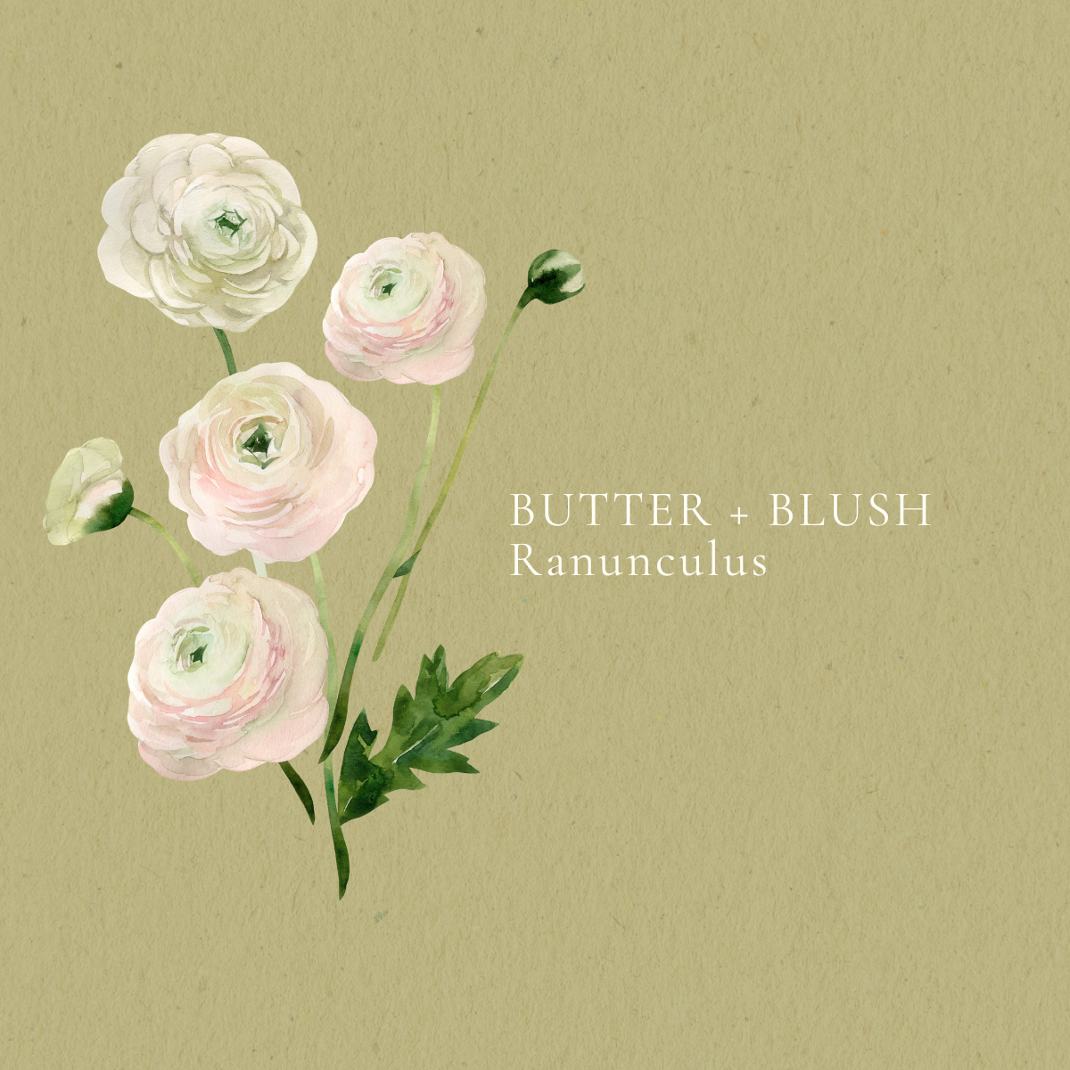 Butter & Blush — Ranunculus