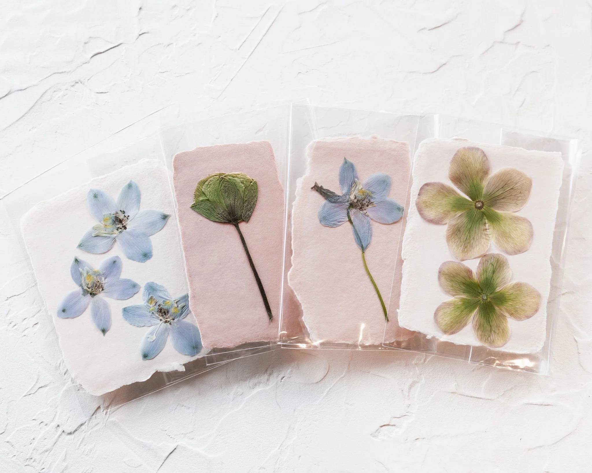 Bowie Mae X FleuRich