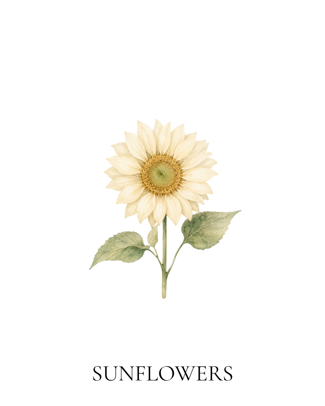Maison FleuRich botanical illustration of a ProCut White Lite sunflower with creamy white petals and soft green foliage.