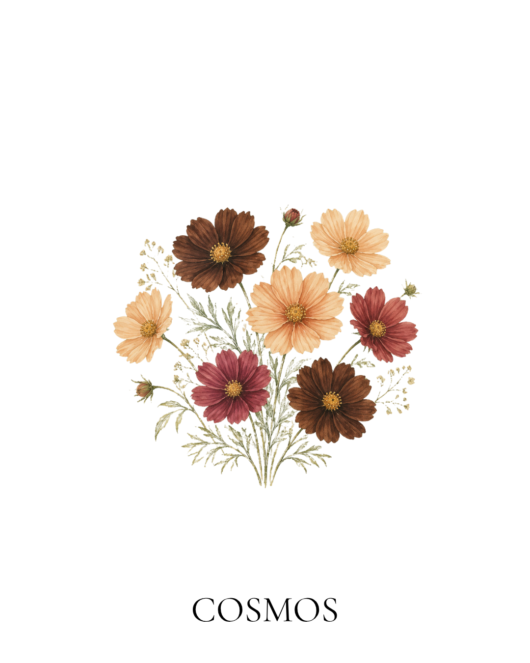 Maison FleuRich botanical illustration of Chocolate, Apricot and Rubenza cosmos in warm brown, peach and burgundy tones.