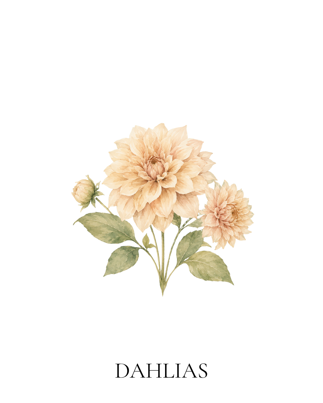 Maison FleuRich botanical illustration of Café au Lait dahlias in soft blush, cream and warm peach tones.