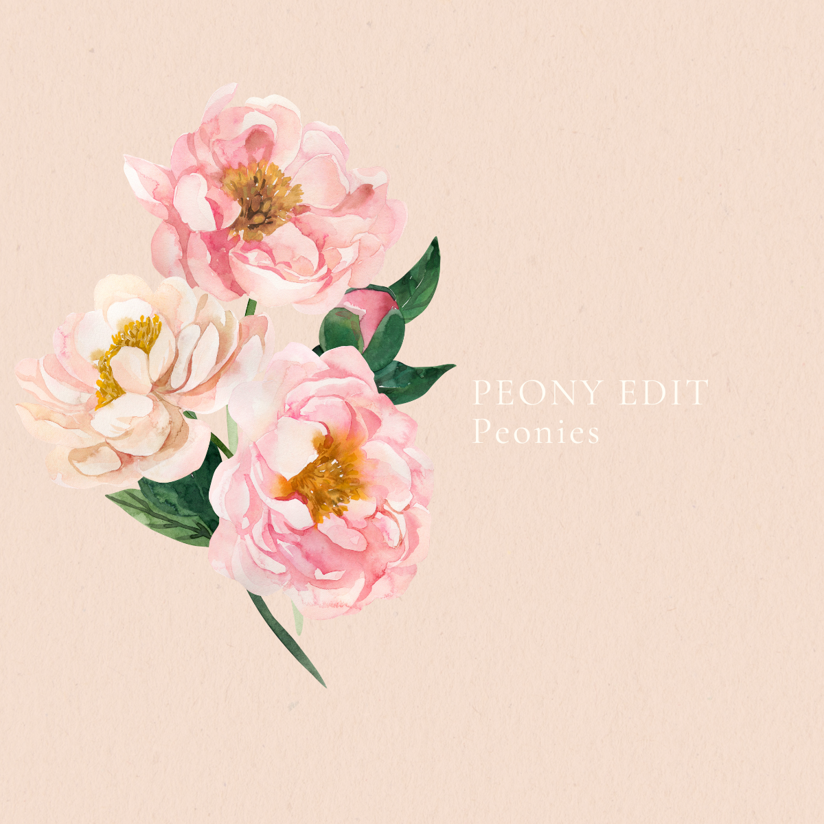 Peony Edit