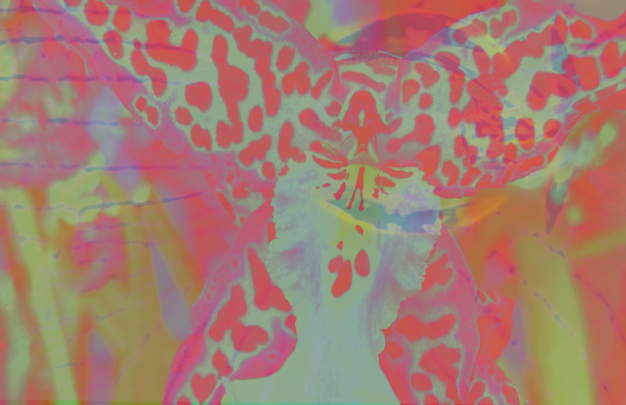 Undeniable Roots : fashion & flowers of Colombia