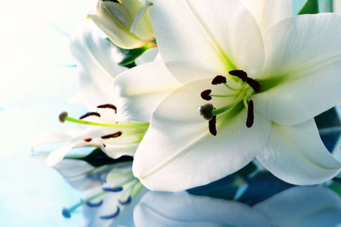 Funeral+flower.jpg