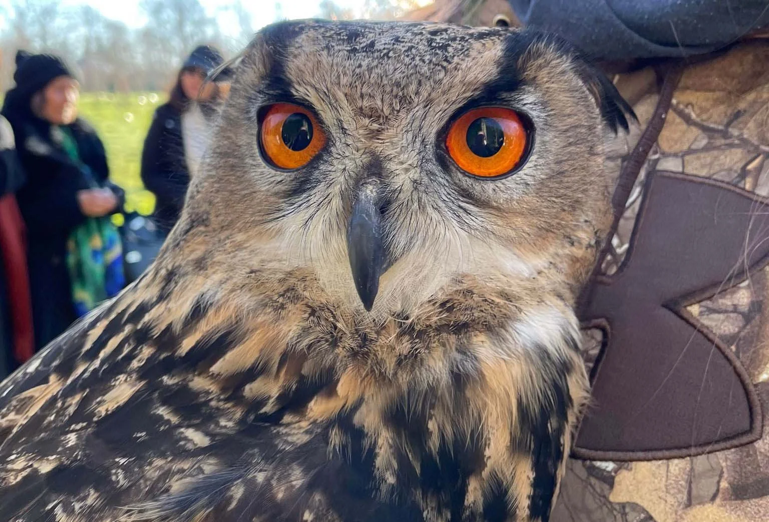 pagan-owl.jpg