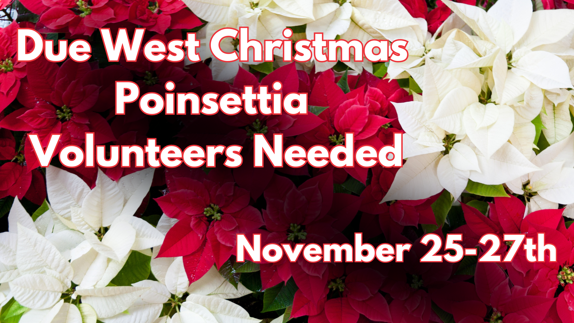 Poinsettia Sale 2024.png