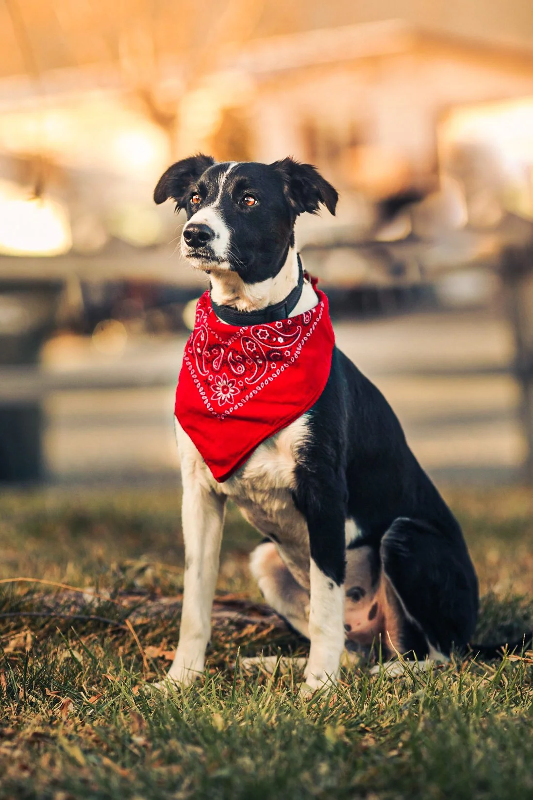 Best dog parks in Albuquerque, New Mexico — ABQ Pet Photographer Cheyenne Chavez Photography