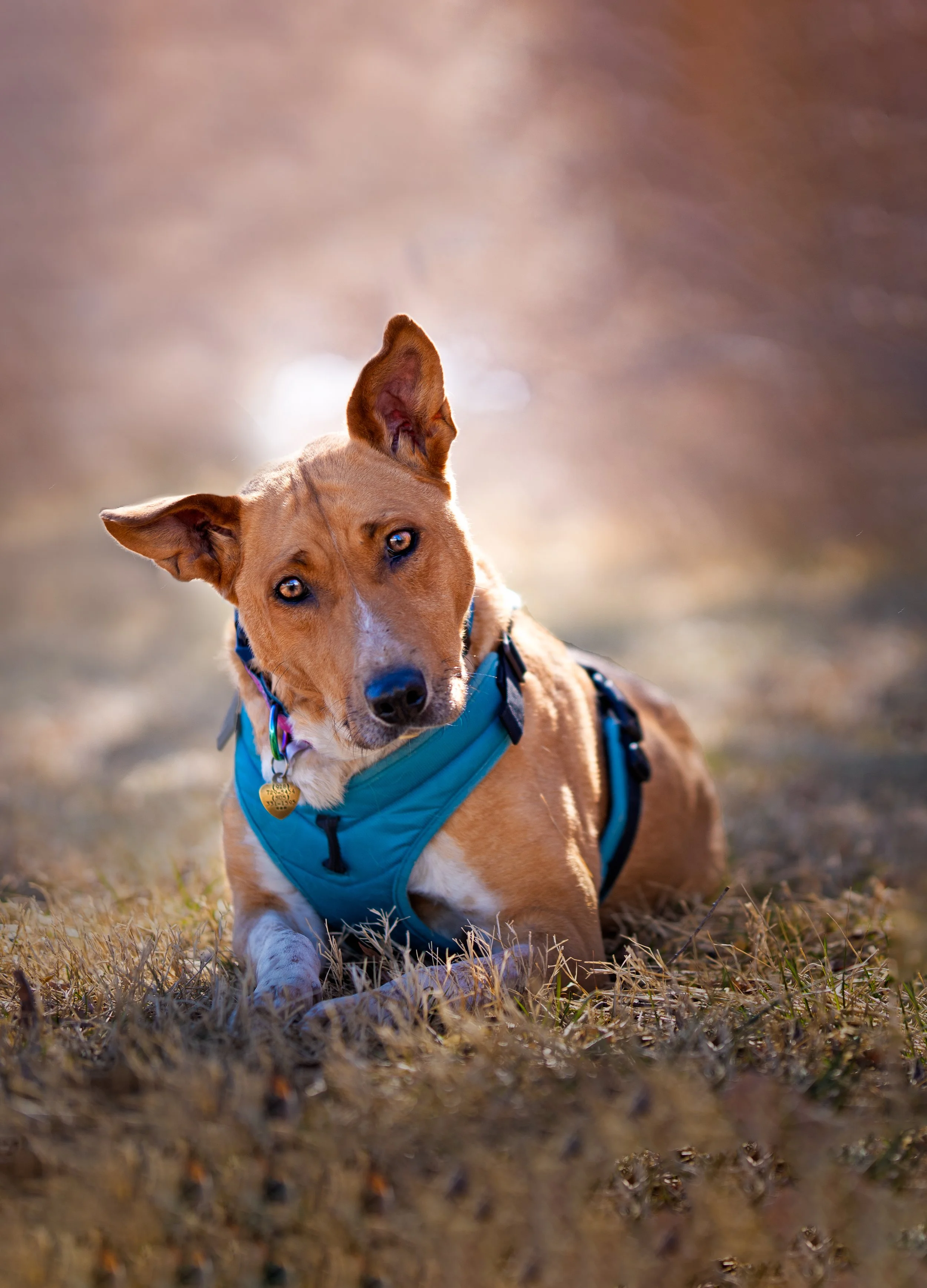 Albuquerque Pet Photographer New Mexico Dog Portraits Pet Friendly