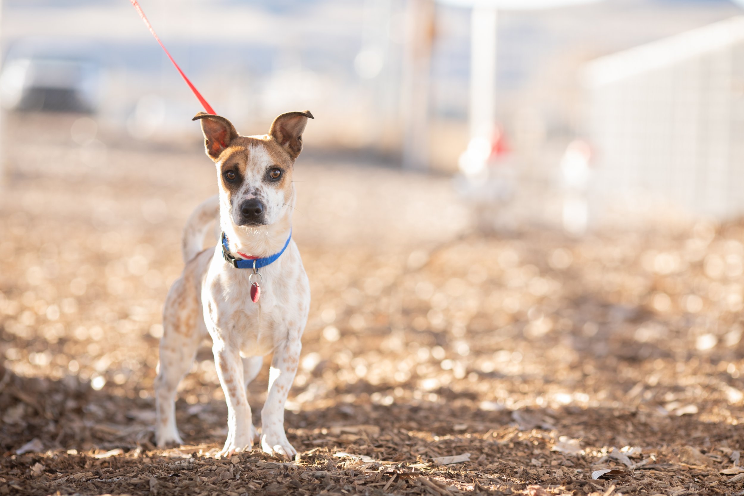 New Mexico Dog Photographer- Cheyenne Chavez Photography (2 of 8).jpg