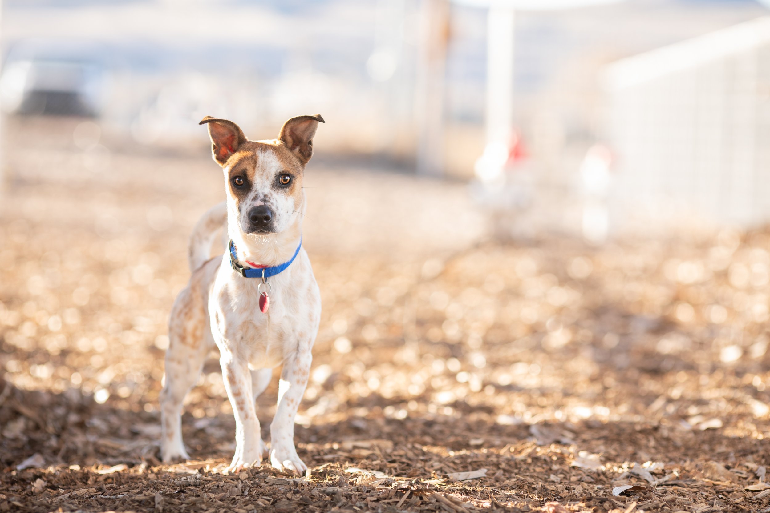 New Mexico Dog Photographer- Cheyenne Chavez Photography (1 of 8).jpg