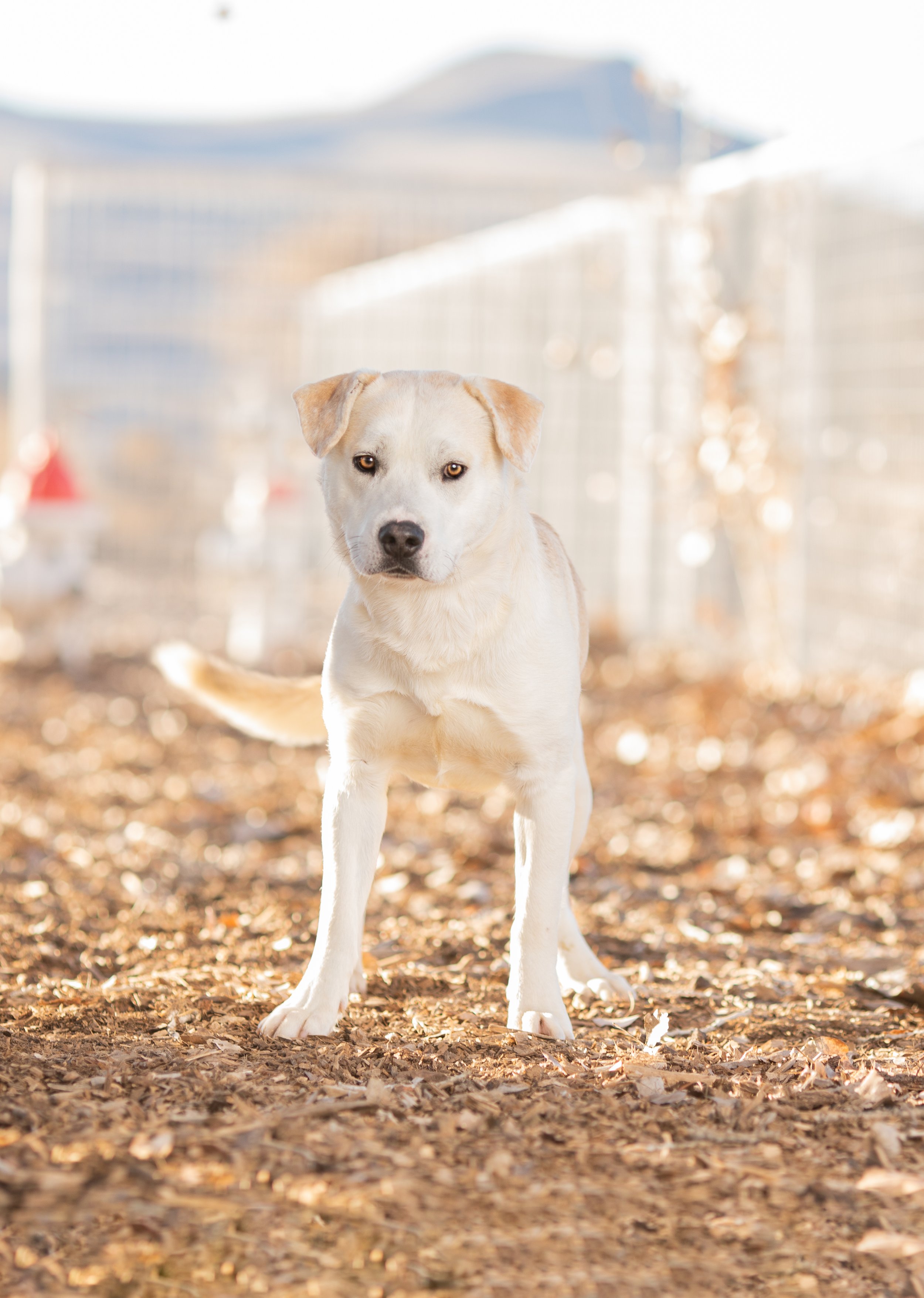 New Mexico Dog Photographer- Cheyenne Chavez Photography (3 of 8).jpg