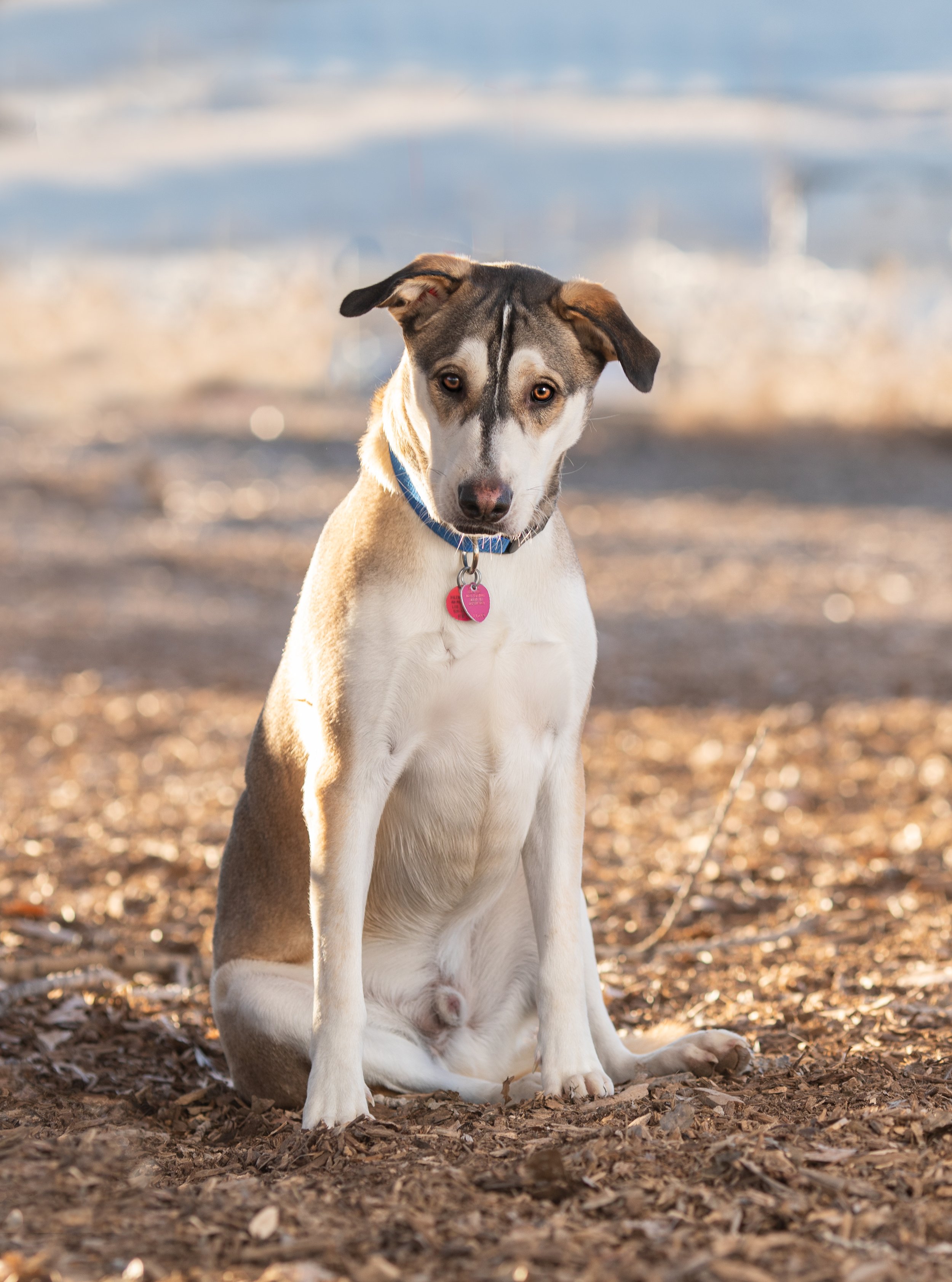 New Mexico Dog Photographer- Cheyenne Chavez Photography (5 of 8).jpg