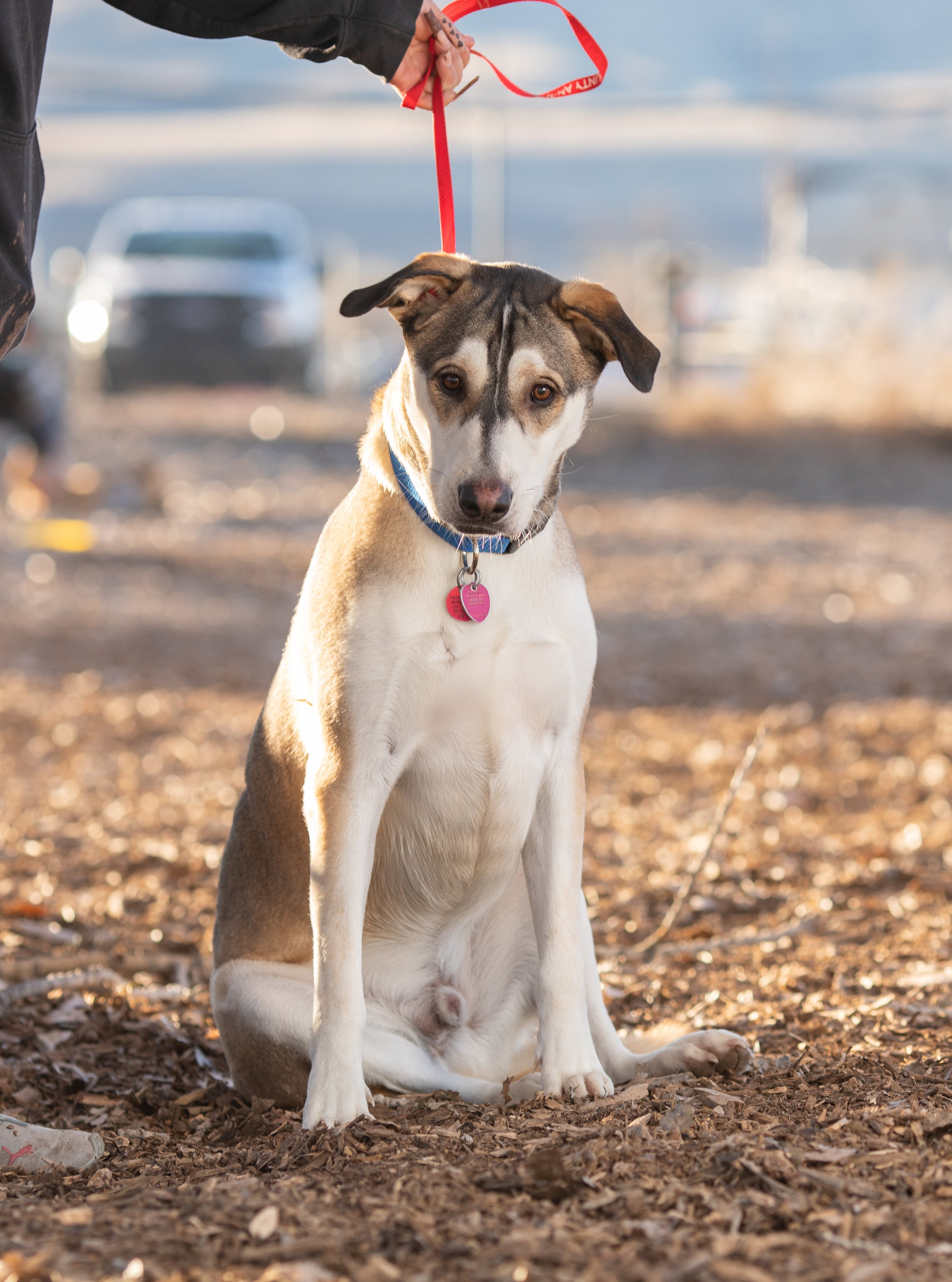 New Mexico Dog Photographer- Cheyenne Chavez Photography (6 of 8).jpg