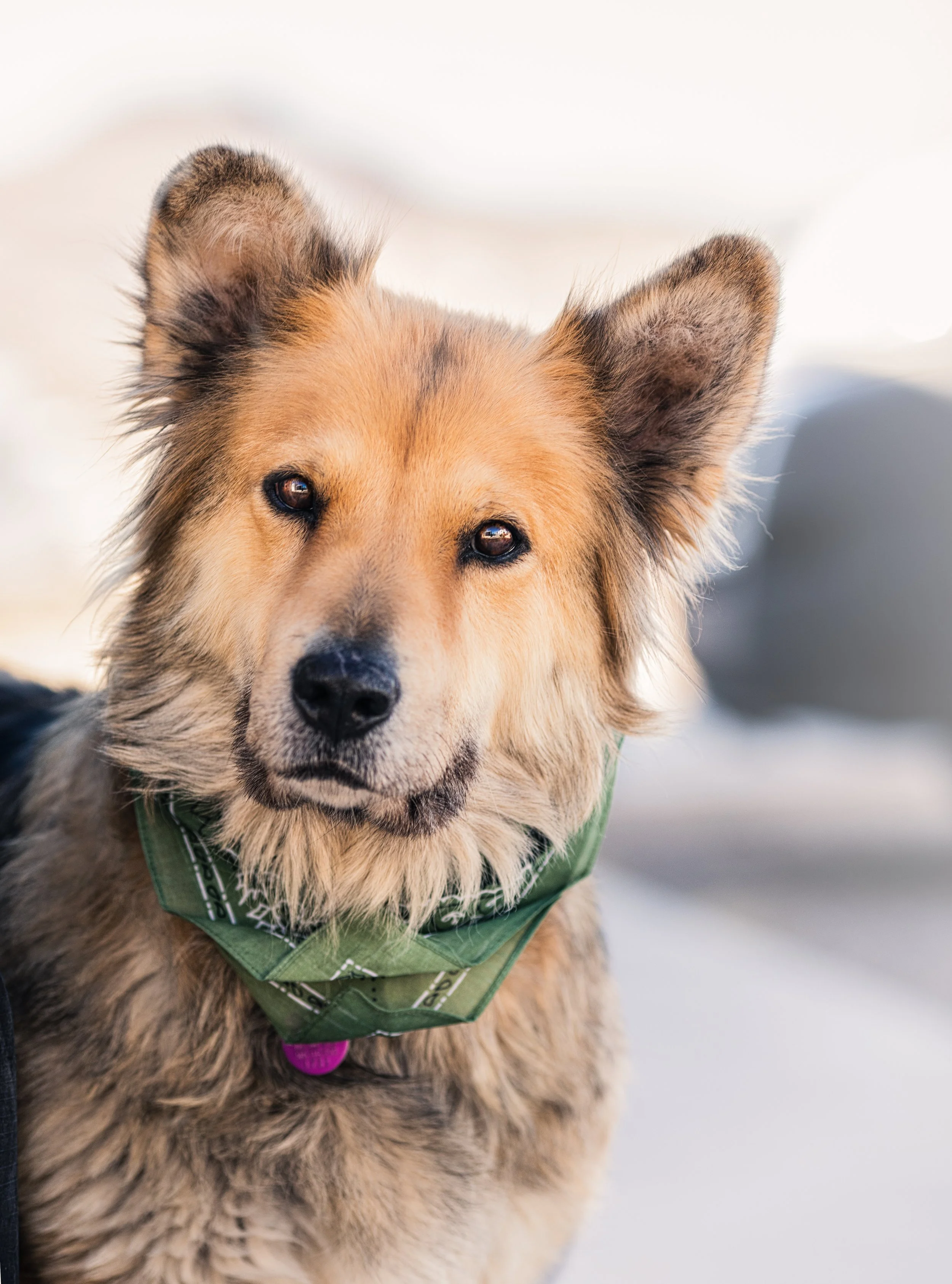 Free or Cheap Ways to Help Animal Shelters New Mexico Dog Photographer — ABQ Pet Photographer