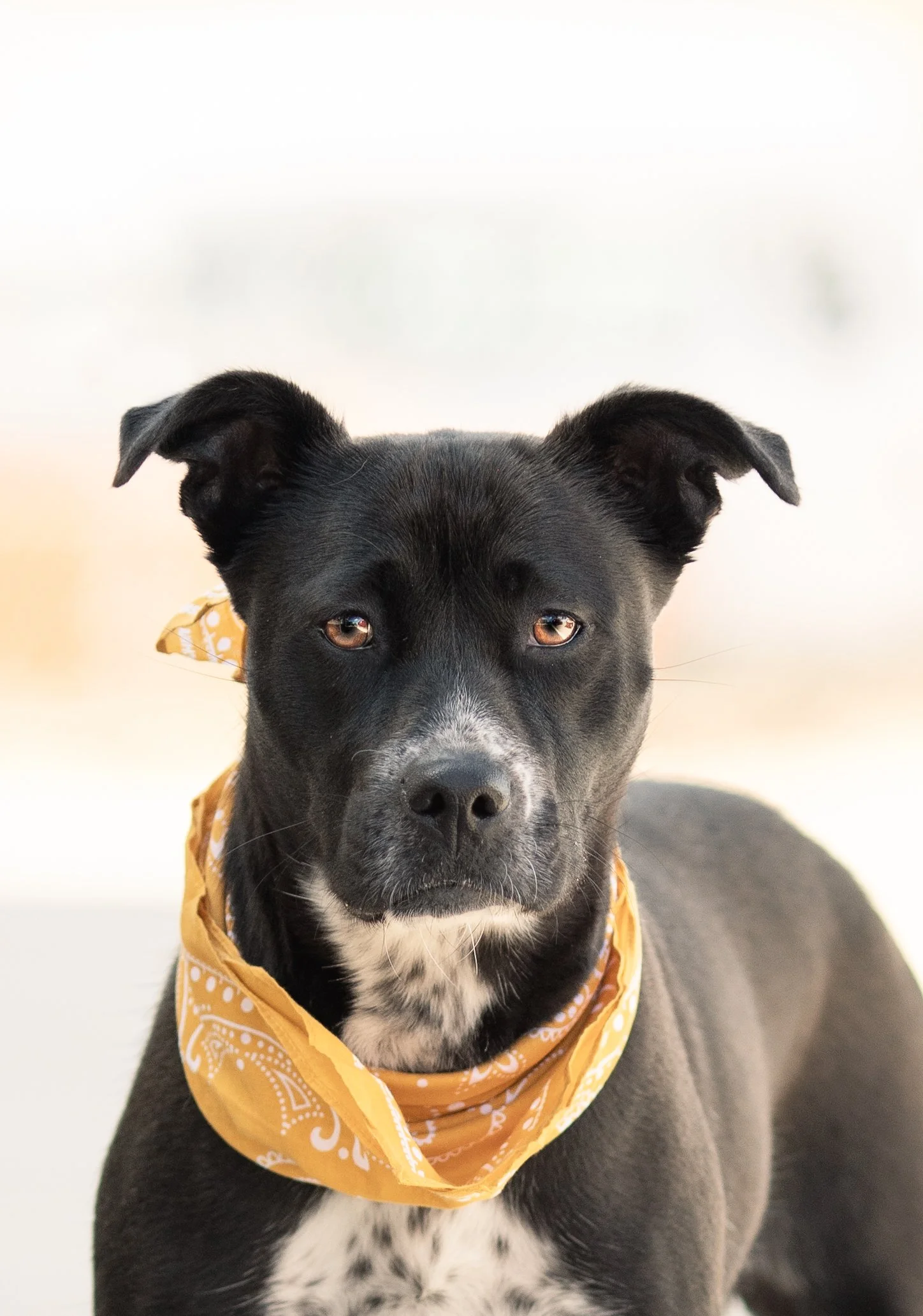 Free or Cheap Ways to Help Animal Shelters- New Mexico Dog Photographer