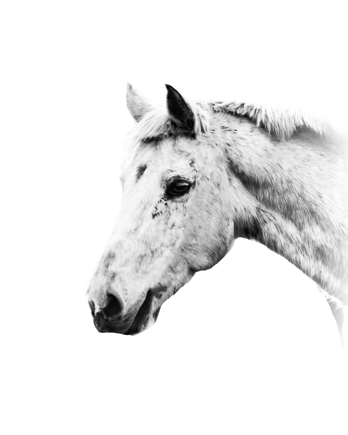 Beautiful and kind Odysseus, a sweet soul who went on to the pasture in the sky. He was a therapy horse who helped children and adults with autism at Wilderwood Equine Therapy center. 💕🐎🪽

For more information on equine portraits visit www.cheyenn