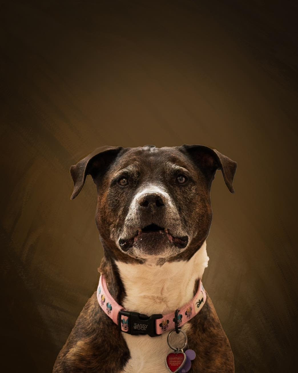 Sneak peek of a very good girl's in-home legacy portrait session!

Jewels was recently diagnosed with a very aggressive form of cancer called osteosarcoma. During her session, her mom and dad told me all about how they adopted her when they first met