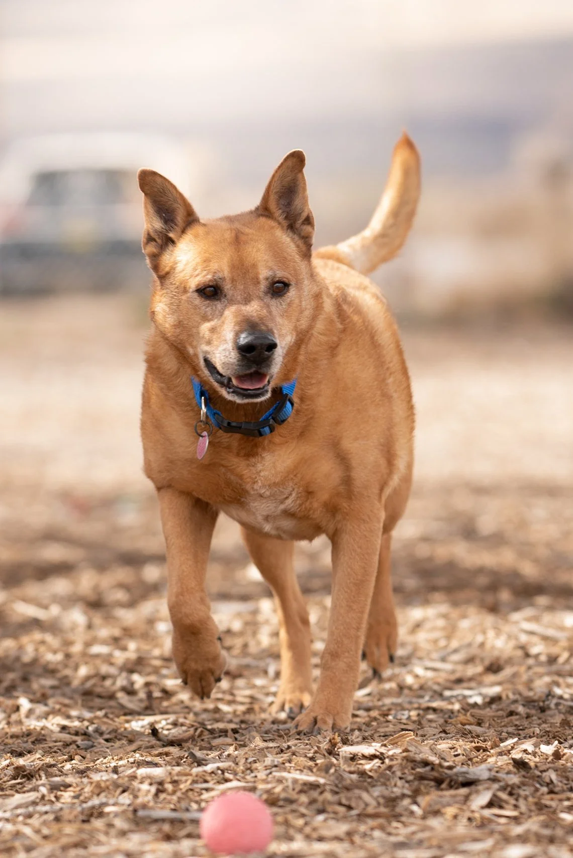 March Shelter Program Photos |Animal Shelter Photos |New Mexico Dog