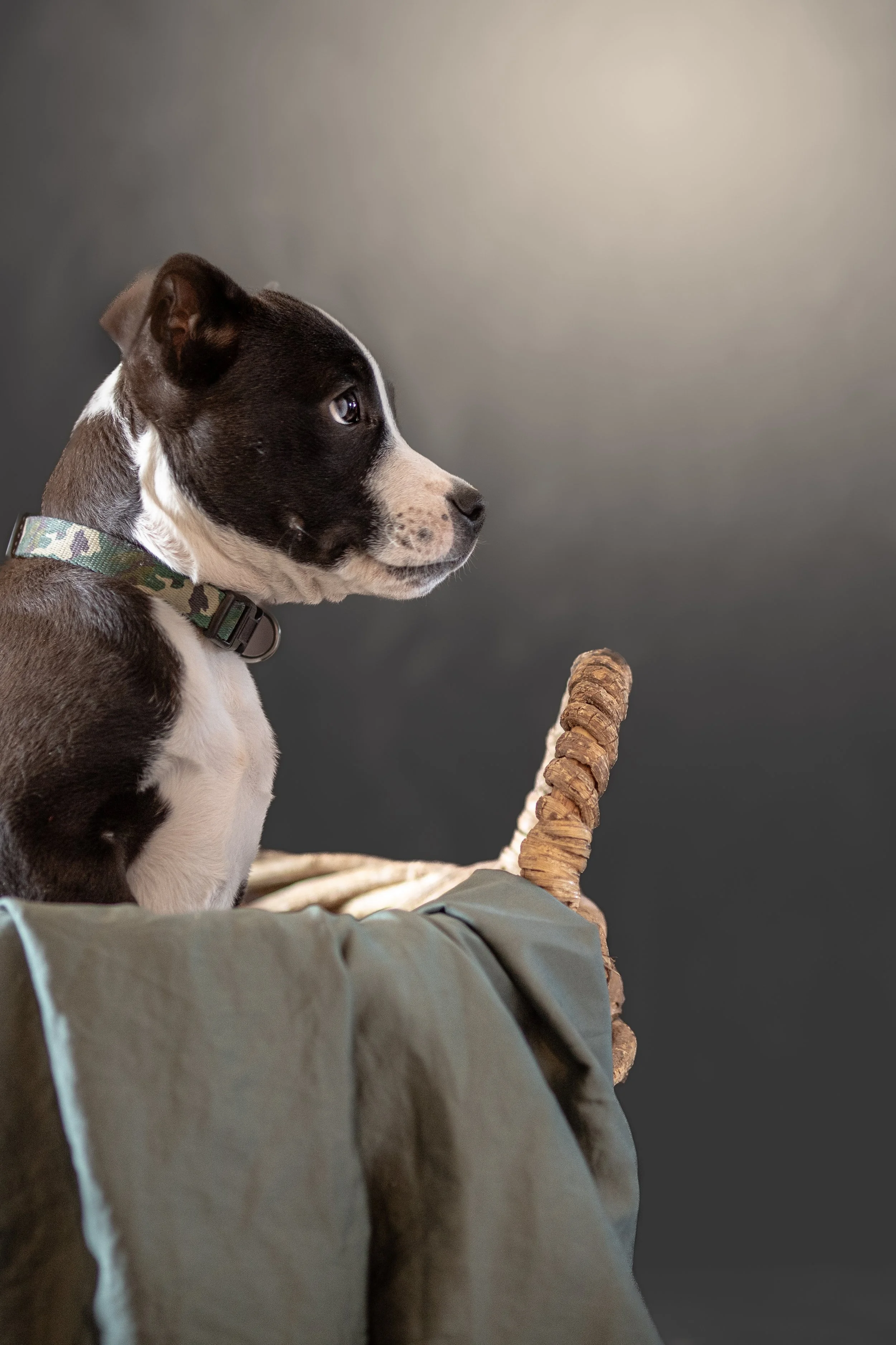 Best Locally Owned Pet Supply Stores in Albuquerque, NM — ABQ Pet