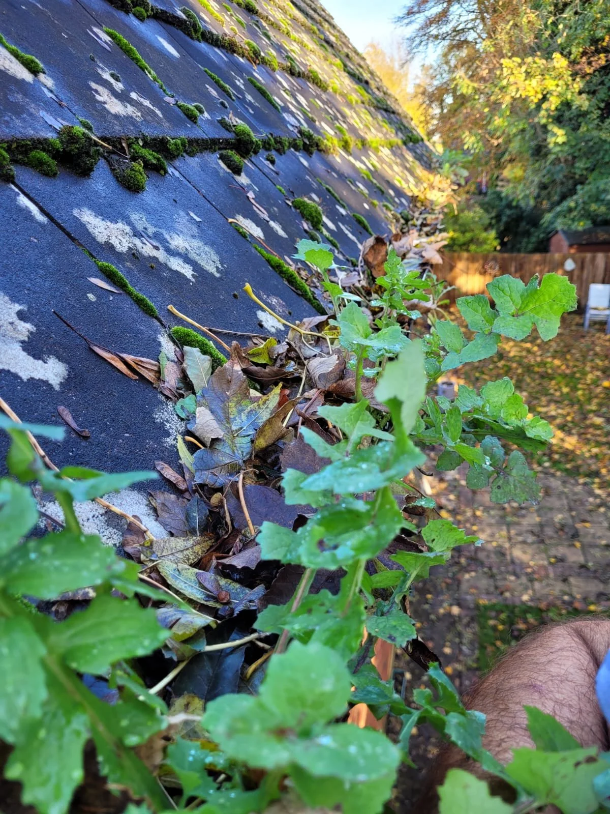 Gutter full of vegetation prior to clearance