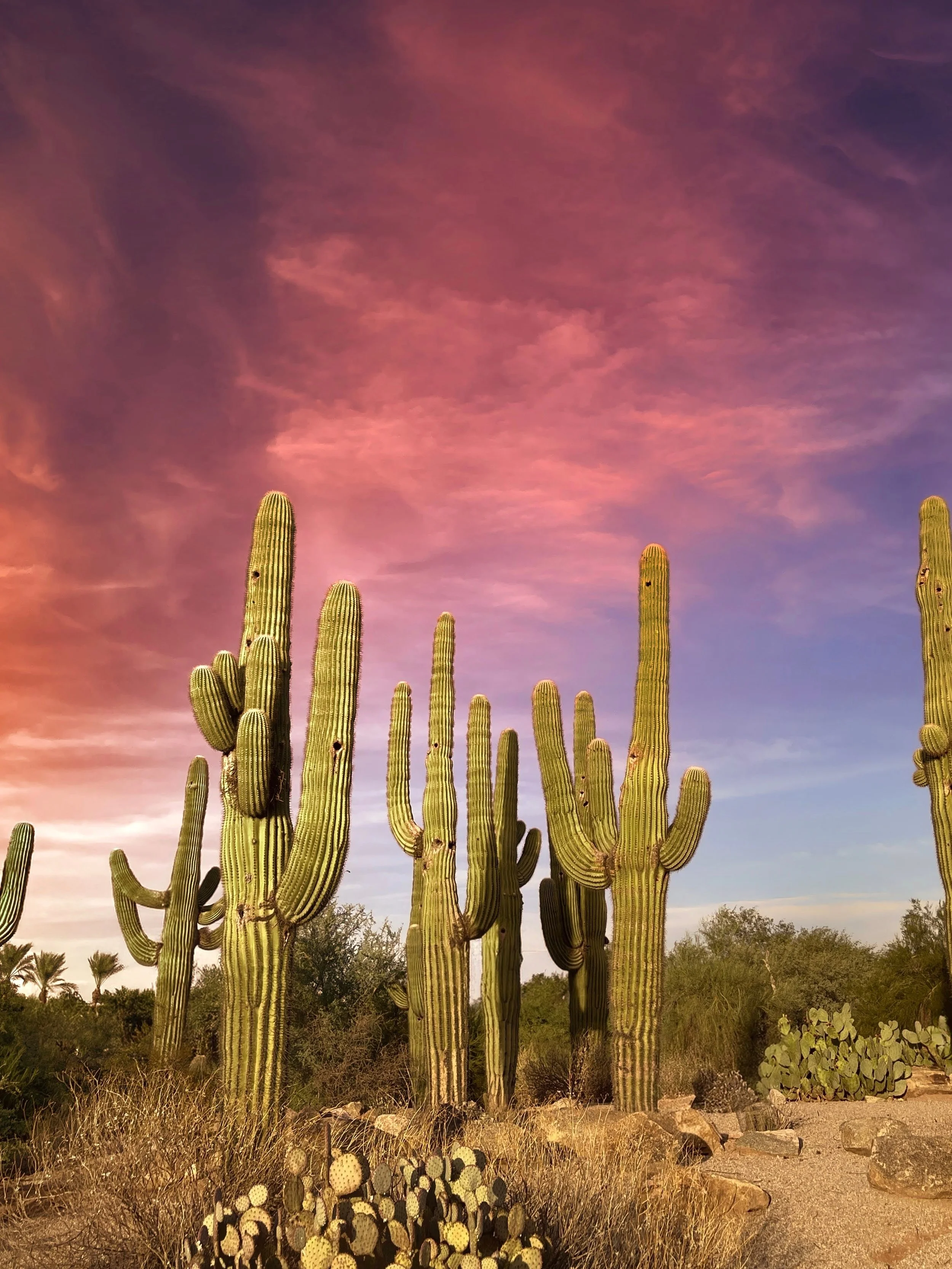 cactus sunset sky.jpeg