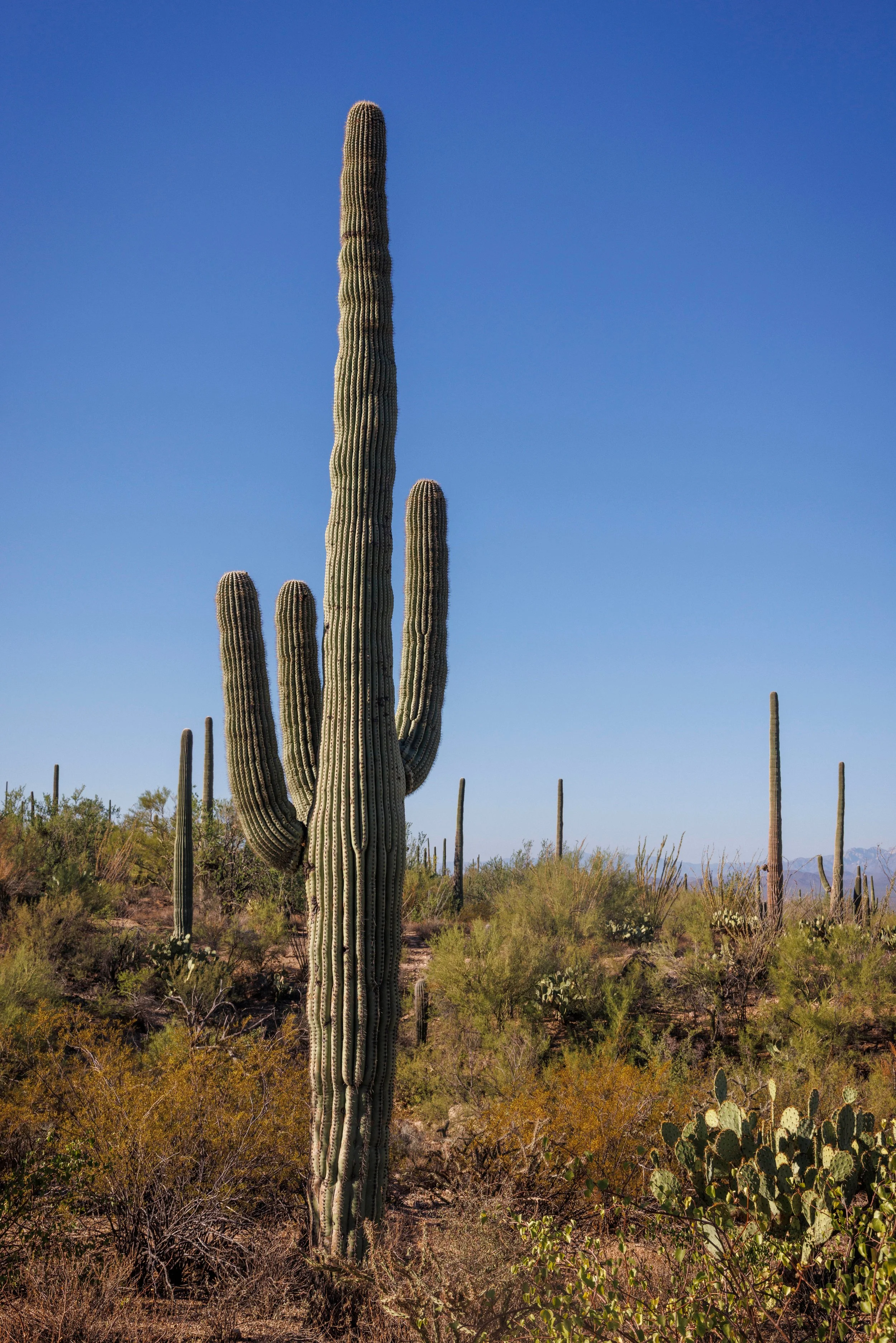 AZ Saguaro.jpeg
