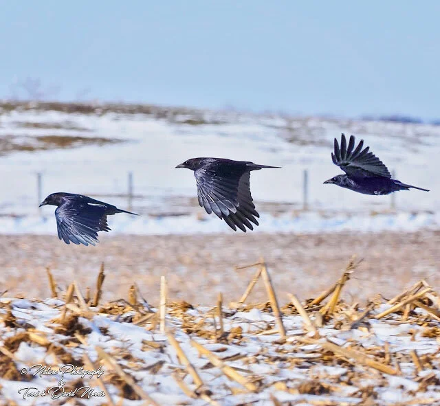 Spring is here and that’s “CAW”s for celebration!
