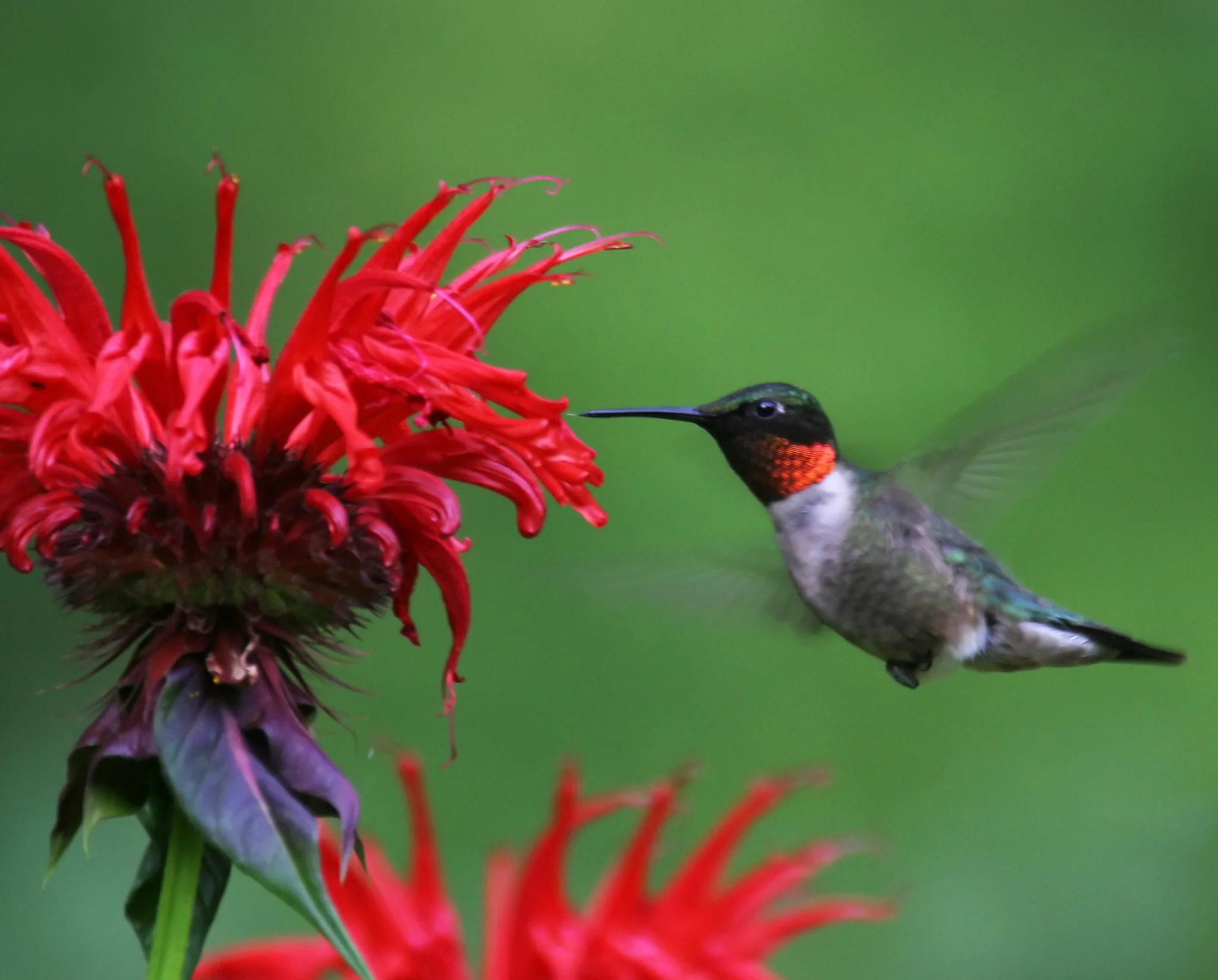 Guest Blog by some critters