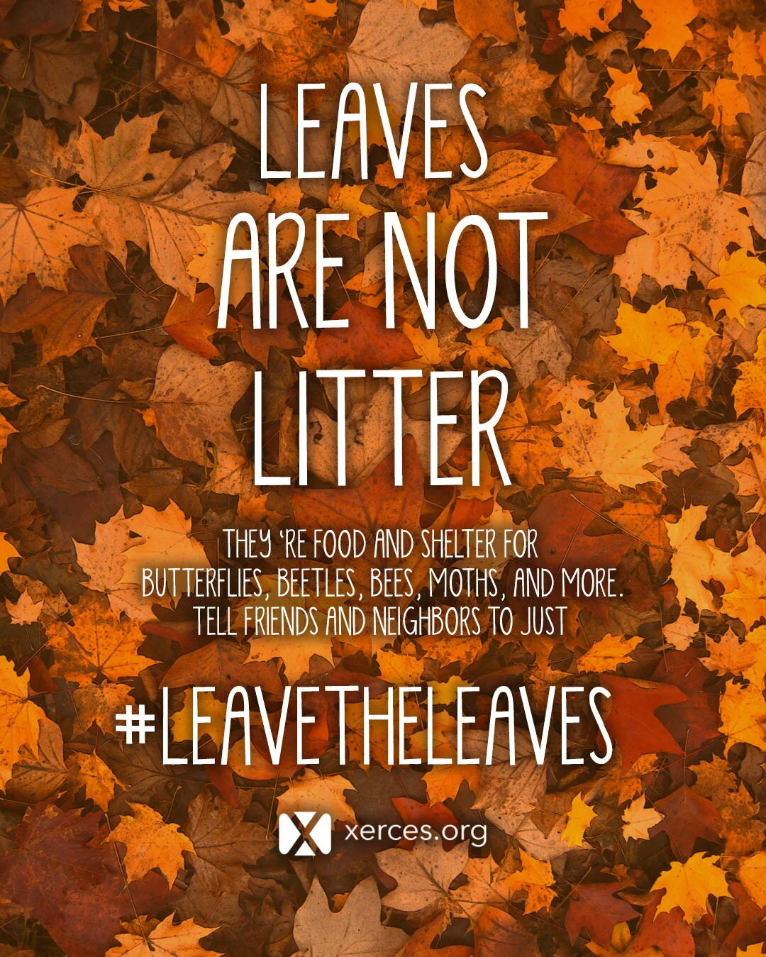 Fall is Here… and You Can Leave the Leaves!