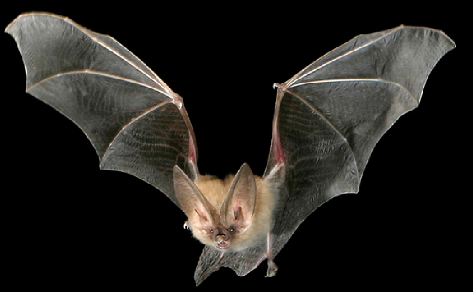 Ohio’s Scariest Animals…?