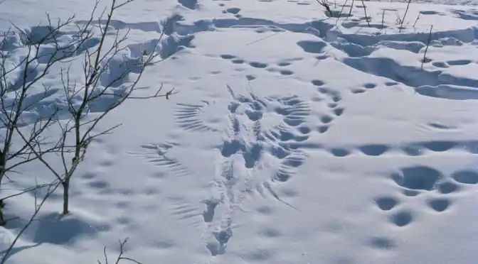 Get outside this Winter… and how!
