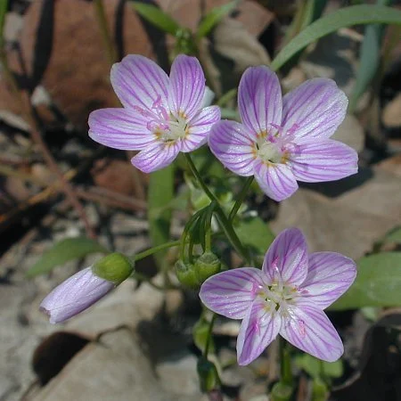 The “Buzz” about Ohio’s Spring Wildflowers