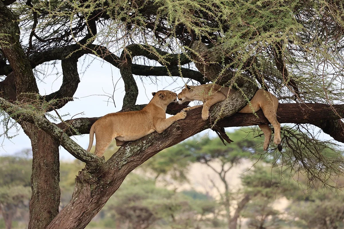 lions-kissing.jpg