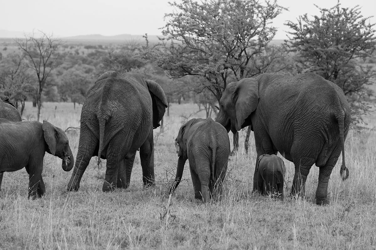 elephant-family.jpg