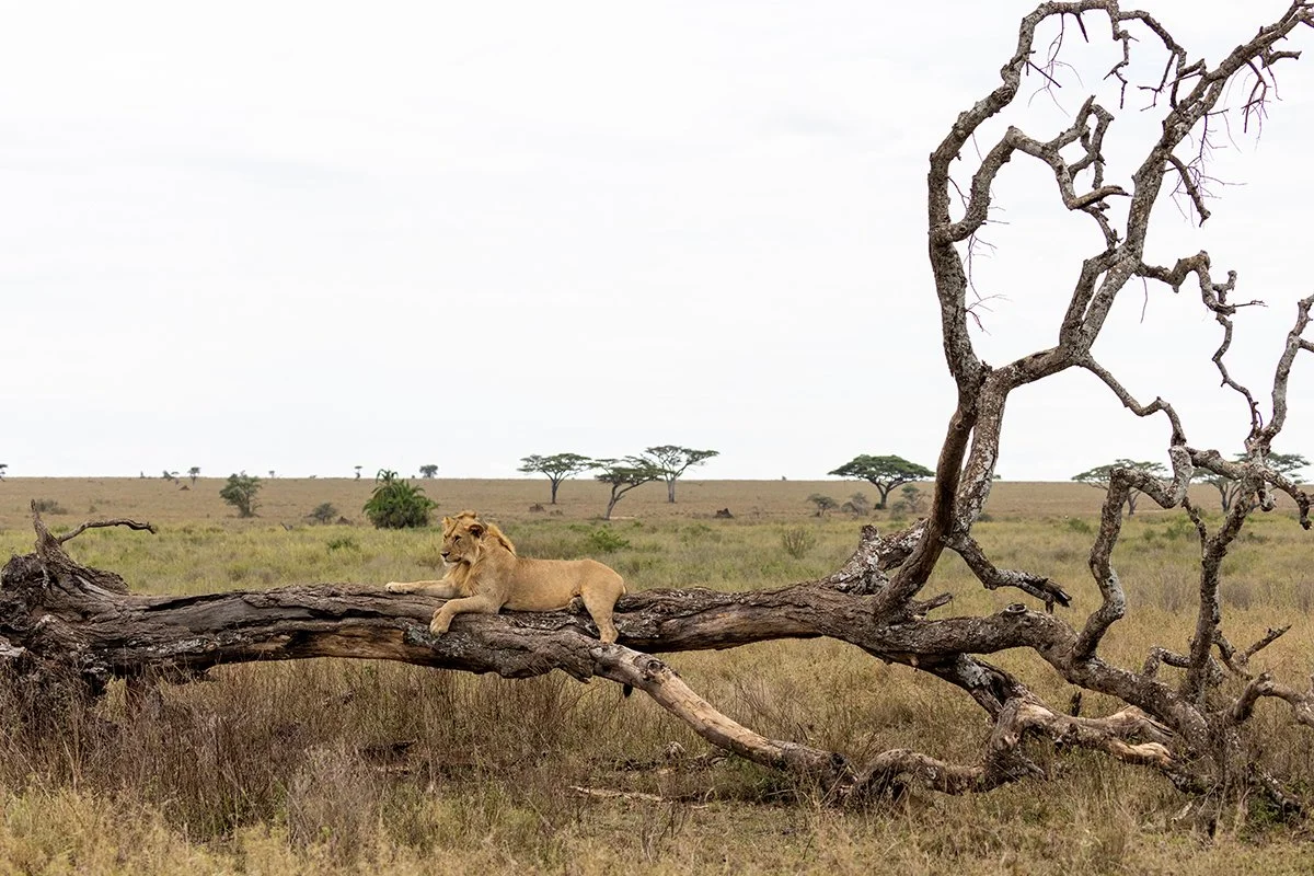 lion-on-tree-2.jpg