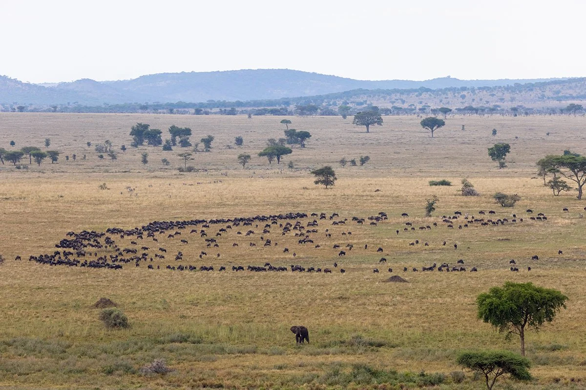hot-air-balloon-elephant.jpg