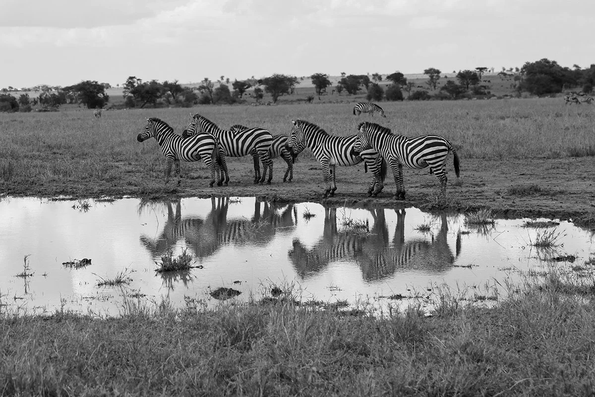 zebras-pool-reflection.jpg