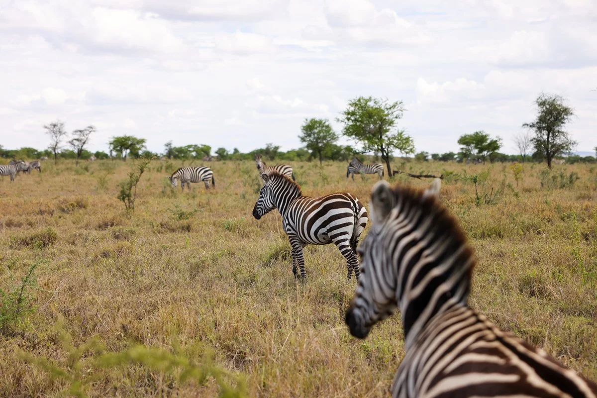 zebras-grazing.jpg