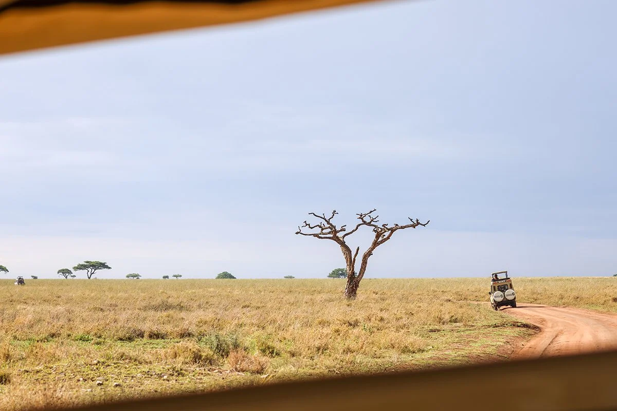 seregeti-car.jpg