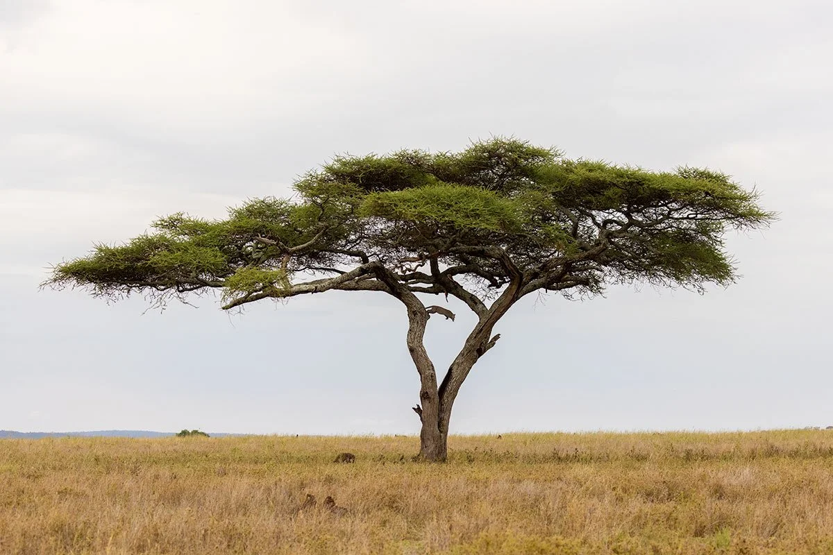 leopard-jump-serengeti.jpg