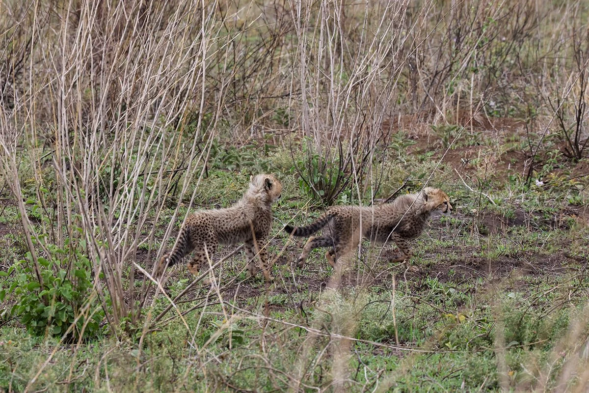 cheetah-babies-running.jpg