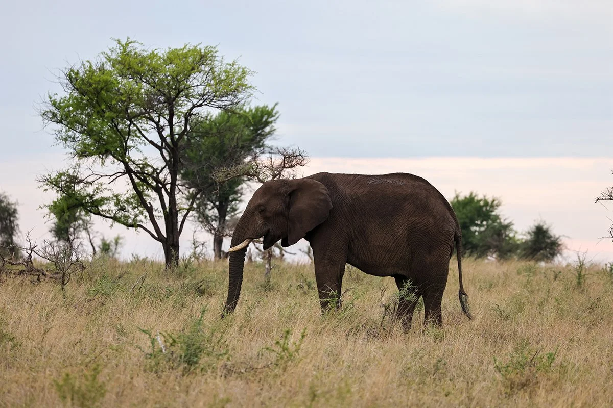 elephant.jpg