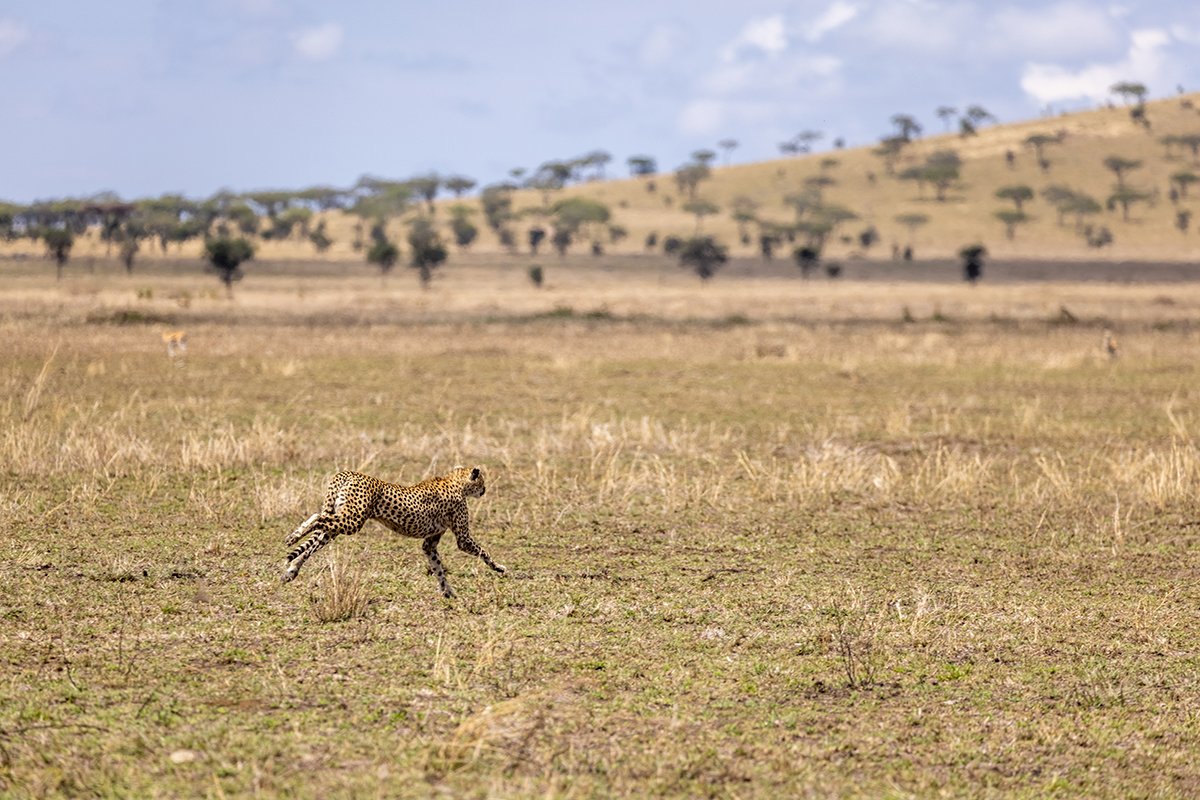 cheetah-running.jpg