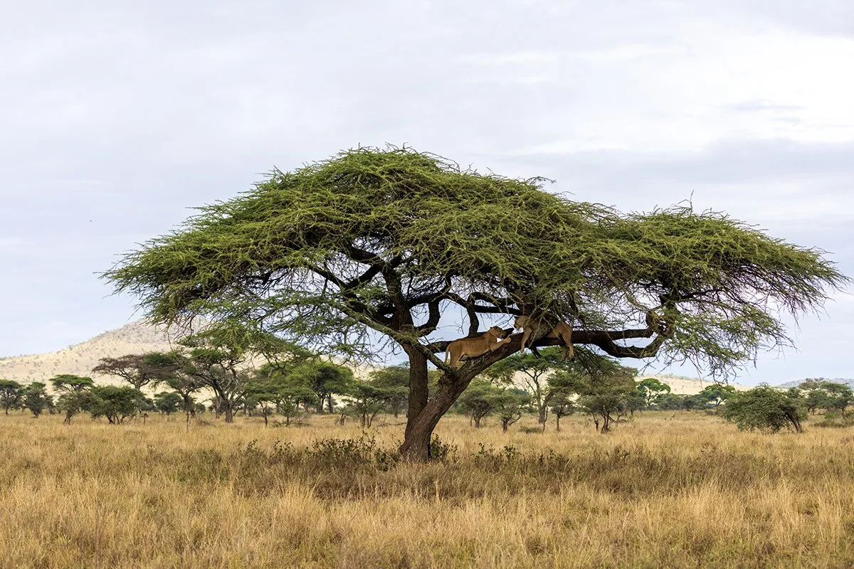 lions-in-tree.jpg