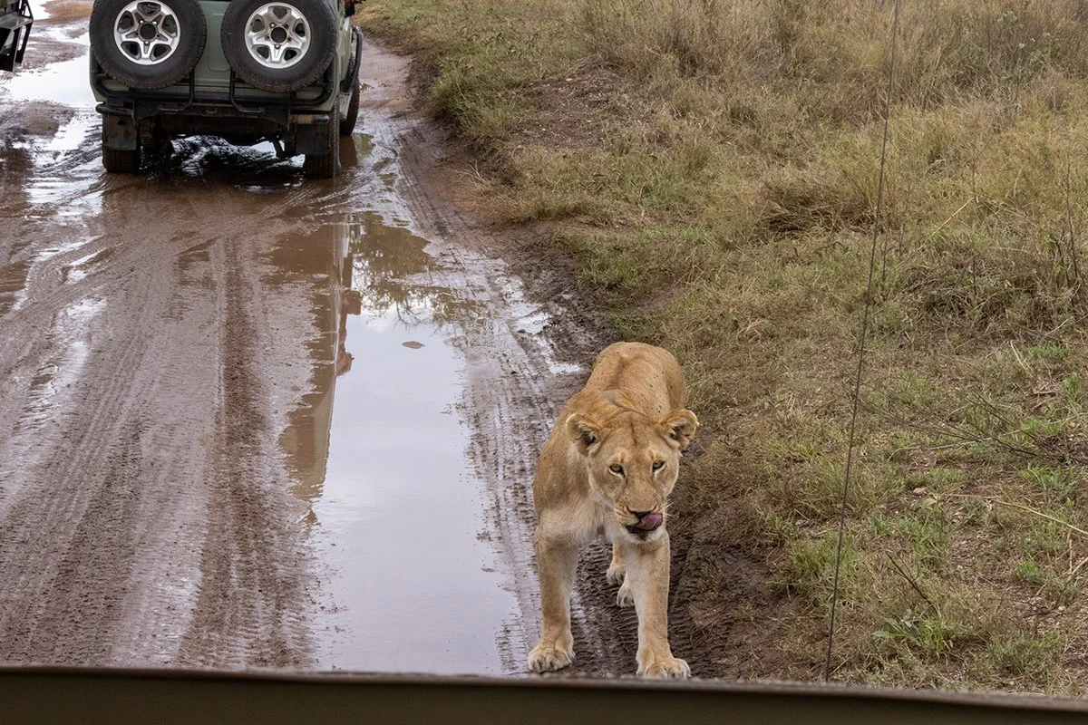 hungry-lion.jpg