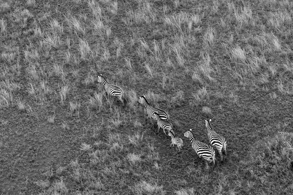 zebras-from-above.jpg