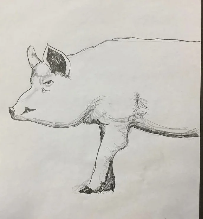 hog, pencil on paper. 2022