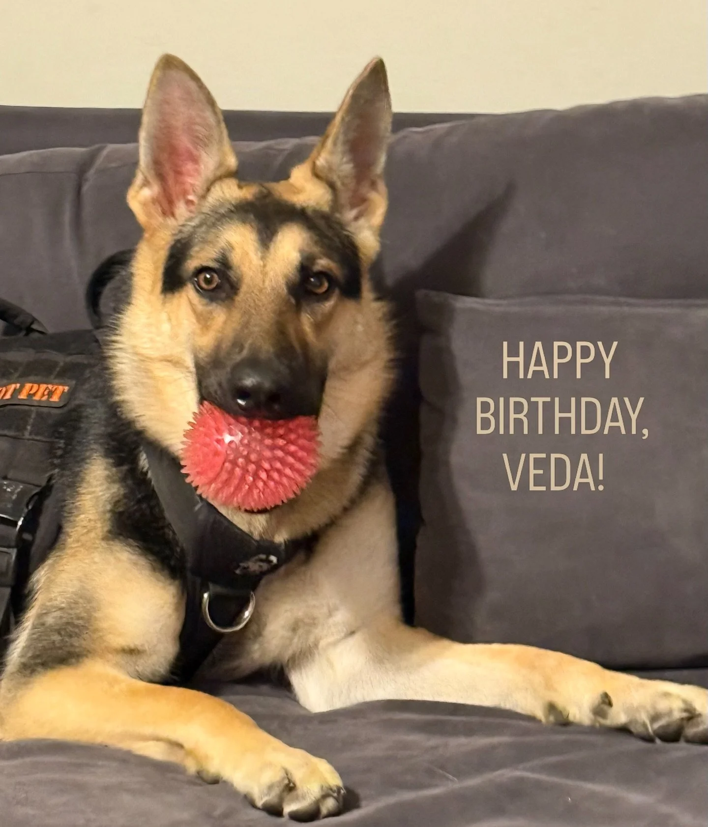 My sweet grandpup is one year old today! This strong and loving girl sure has added energy and excitement to our world. We love you, Veda and we&rsquo;re happy you&rsquo;re ours. 🥰